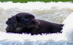 Miniature Dachshund dogs for sale: Fiona - Image 3