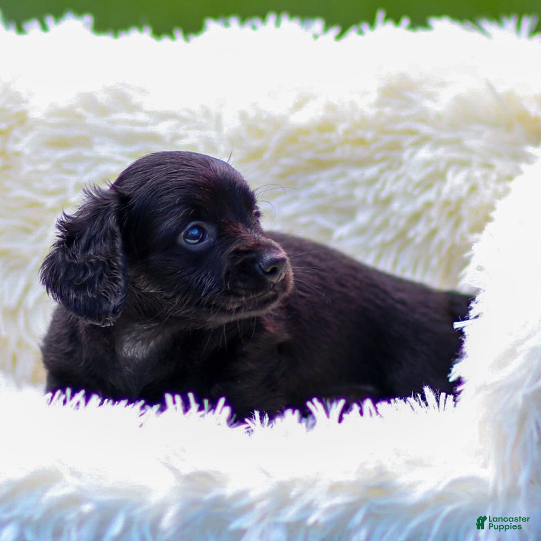 Miniature Dachshund dogs for sale: Fiona - Image 3