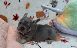 French Bulldog dogs for sale: Fiona - Image 1