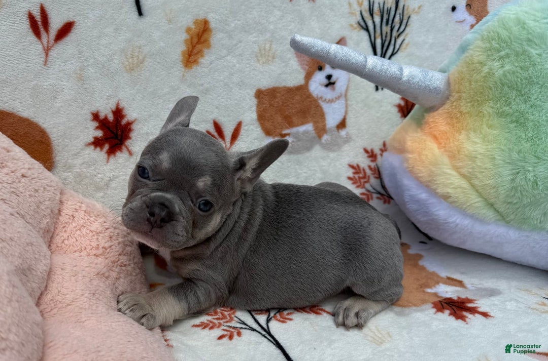French Bulldog dogs for sale: Fiona - Image 1