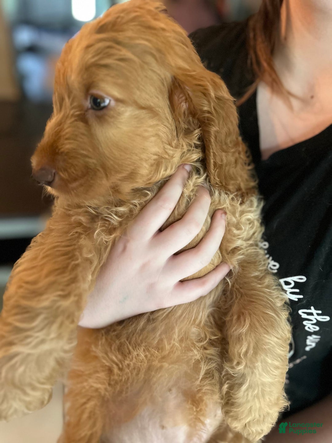 Goldendoodle dogs for sale: Bayar - Image 5
