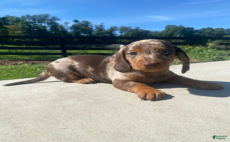 Miniature Dachshund dogs for sale - Ad 4