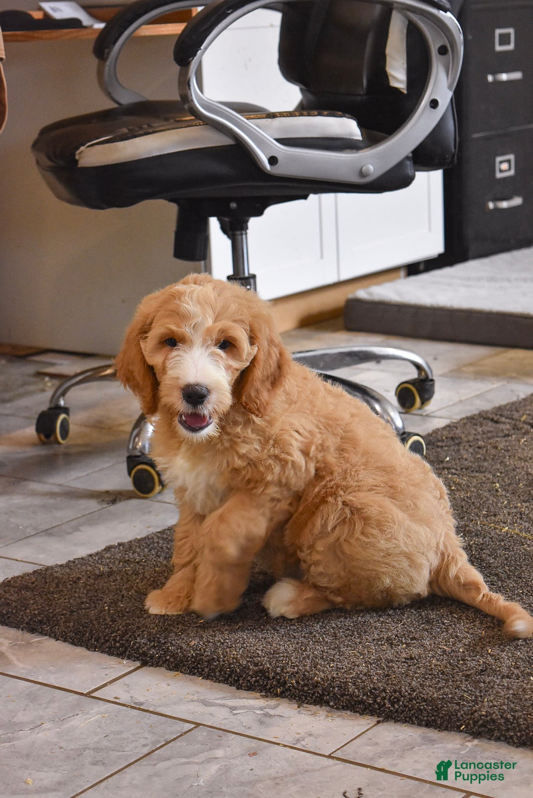Goldendoodle dogs for sale: Mia - Image 5