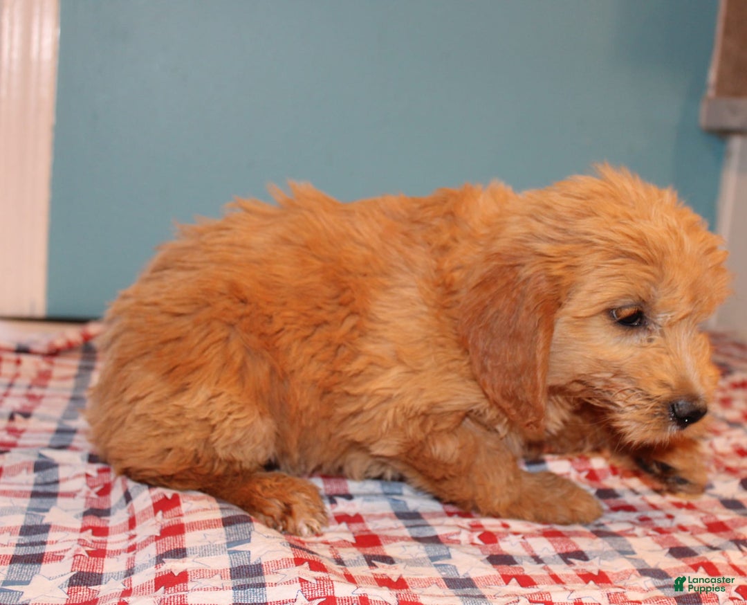  dogs for sale: Mini Goldendoodle 5 puppies - Image 5