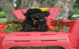 Toy Poodle dogs for sale: Black Betty - Image 1