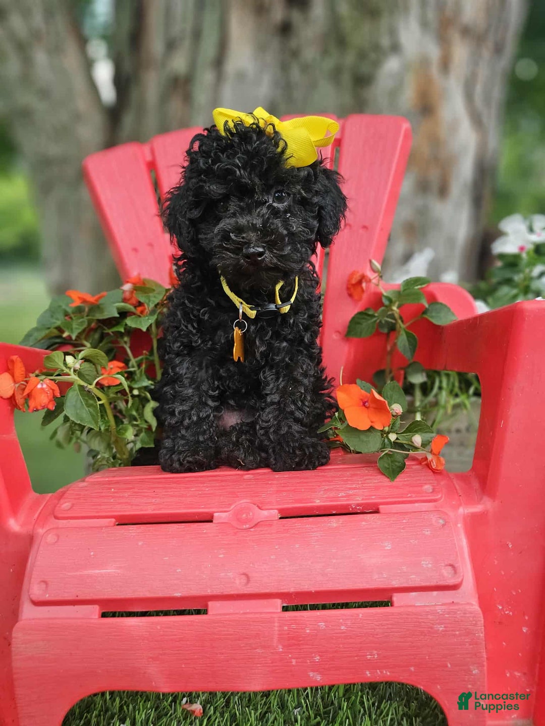 Toy Poodle dogs for sale: Black Betty - Image 1