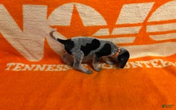 Coonhound dogs for sale: Mr. T - Image 1