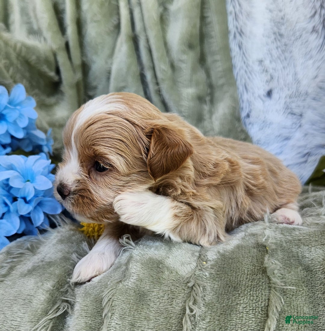 Shihpoo dogs for sale: Aspen - Image 7