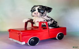 Frenchton dogs for sale: Cash Blue Eye Dna Clear - Image 2