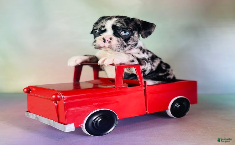 Frenchton dogs for sale - Ad 5