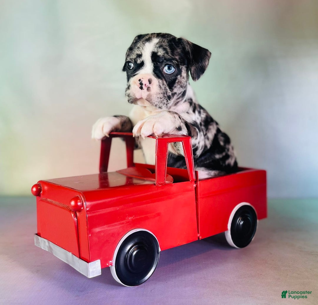 Frenchton dogs for sale: Cash Blue Eye Dna Clear - Image 2