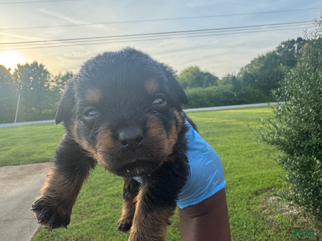 Rottweiler dogs for sale: Jack - Image 1