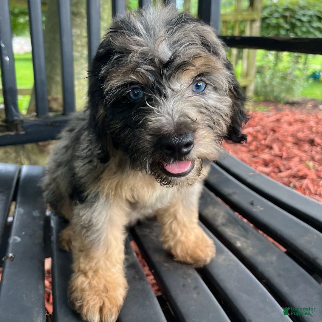 Mini Aussiedoodle dogs for sale: Canary - Image 24
