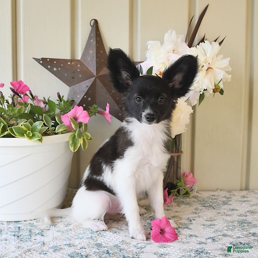Papillon dogs for sale: Mitch - Image 13