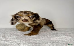 Cocker Spaniel dogs for sale: Merly Girl - Image 4