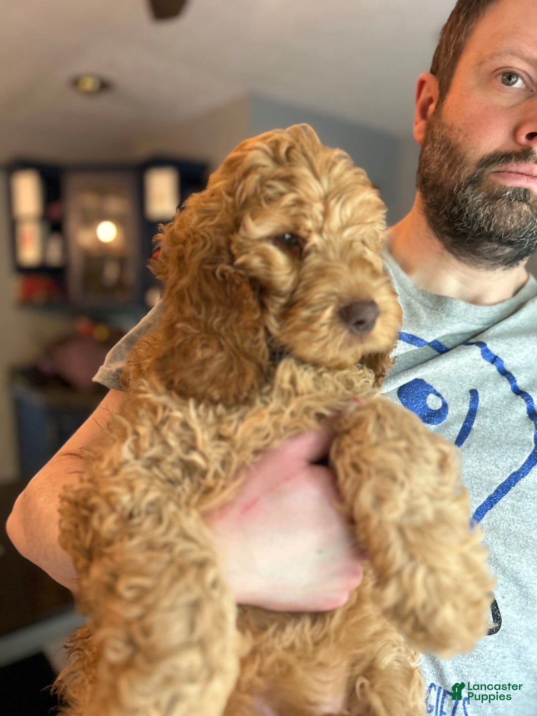 Goldendoodle dogs for sale: Percy - Image 4