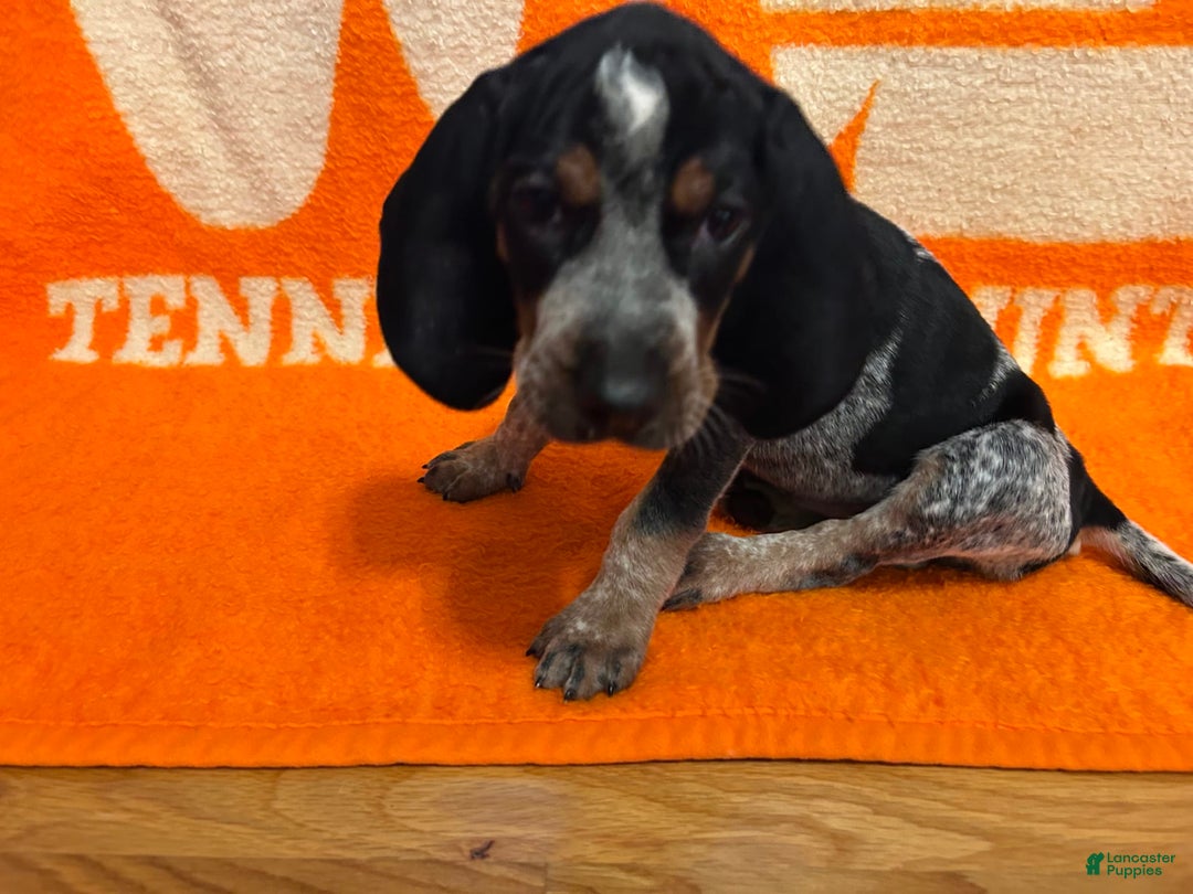 Coonhound dogs for sale: Coonhound 6 puppies - Image 6