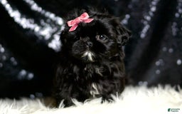 Shih Tzu dogs for sale: Peeka - Image 2