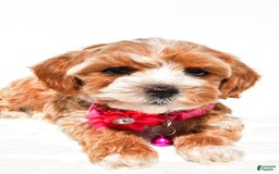 Maltipoo dogs for sale: Dora - Image 4