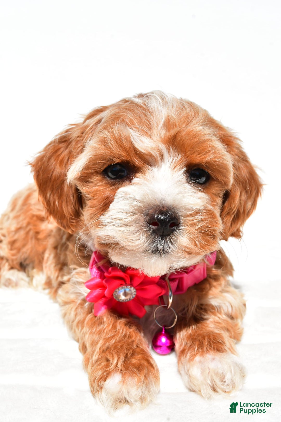 Maltipoo dogs for sale: Dora - Image 4