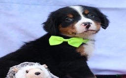 Bernese Mountain Dog dogs for sale: Sonny - Image 3