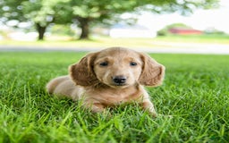 Miniature Dachshund dogs for sale: Fuzzie - Image 10