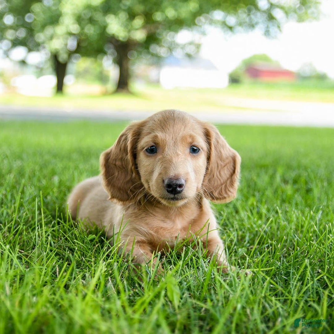 Miniature Dachshund dogs for sale: Fuzzie - Image 10