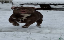 American Bully dogs for sale: Peso - Image 8