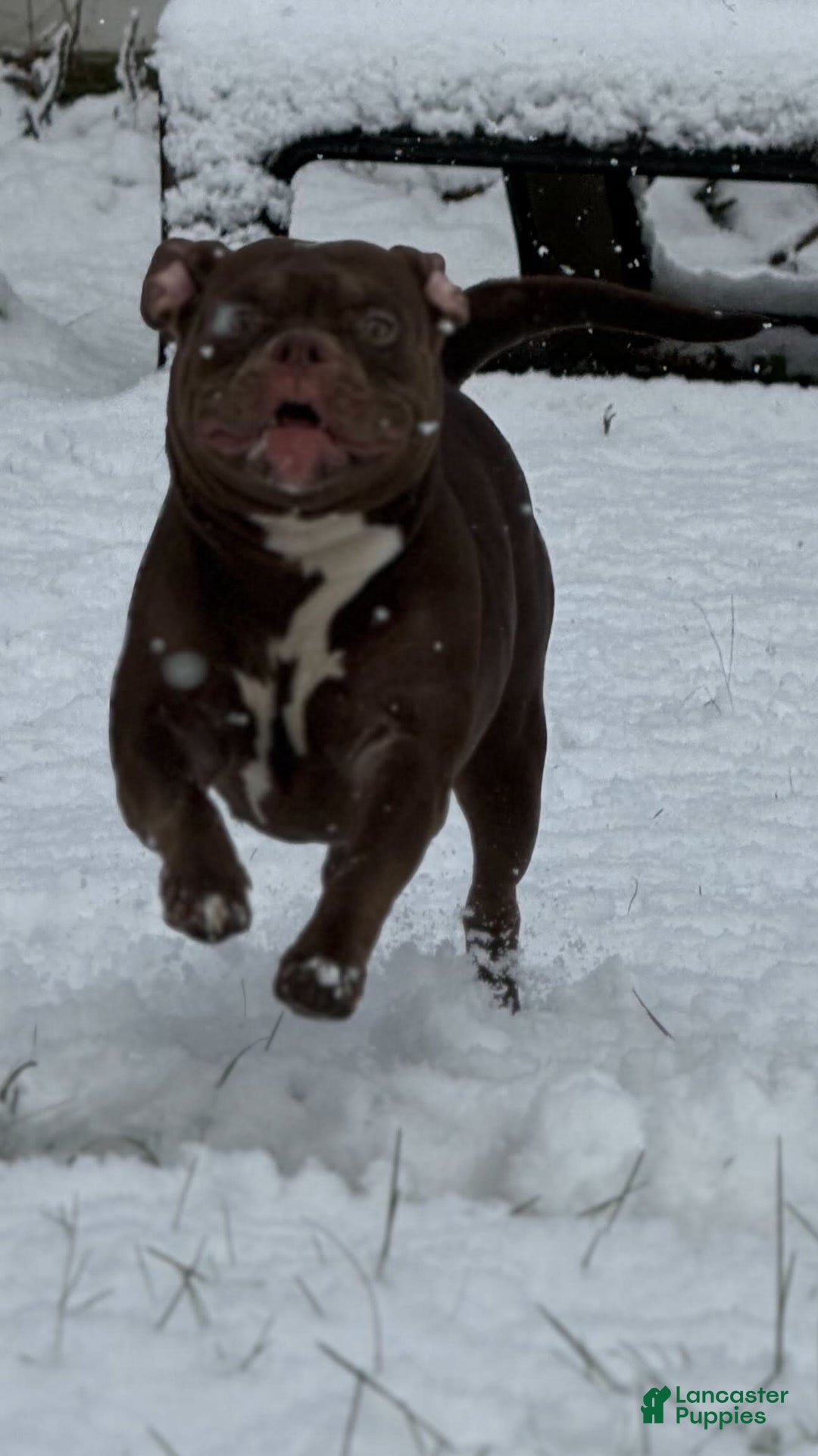 American Bully dogs for sale: Peso - Image 8