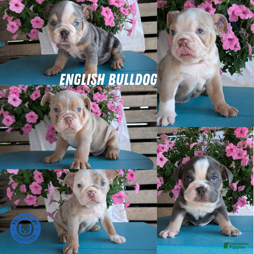 English Bulldog dogs for sale: Harper - Image 3