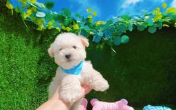 Maltipoo dogs for sale: Tiger - Image 19