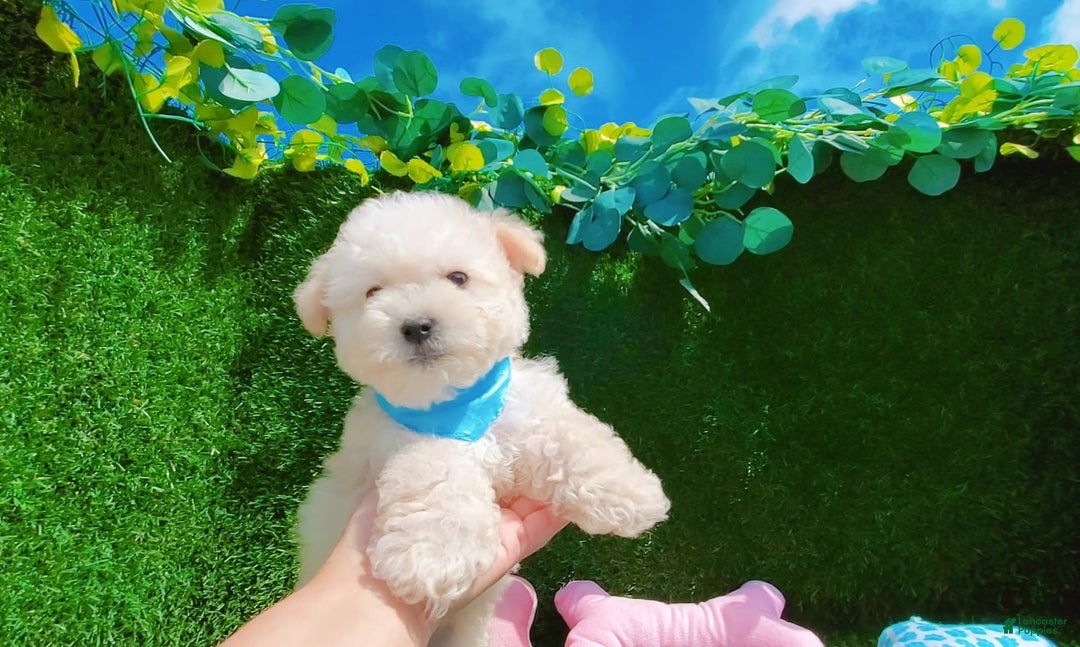 Maltipoo dogs for sale: Tiger - Image 19