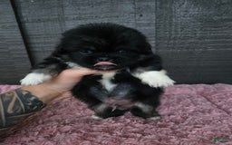 Pekingese dogs for sale: Voorhees - Image 2