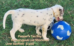 Dalmatian dogs for sale: Peppers Tan Boy - Image 13