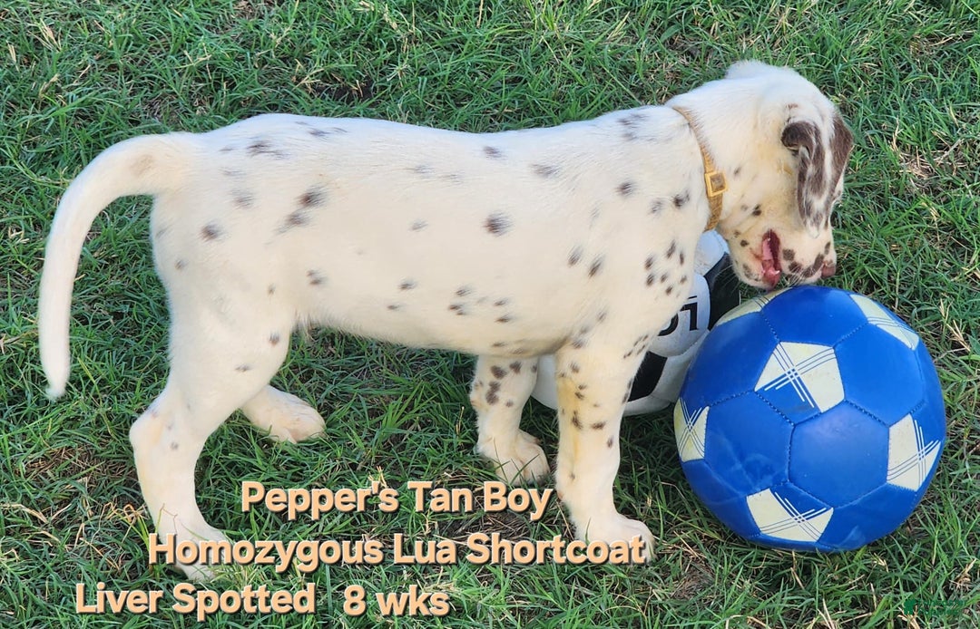 Dalmatian dogs for sale: Peppers Tan Boy - Image 13