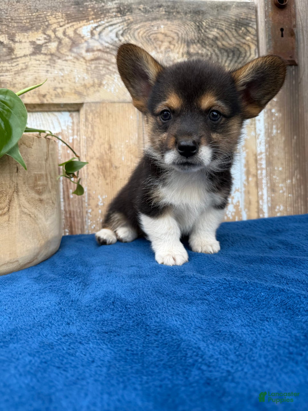 Welsh Corgi Pembroke dogs for sale: Chester - Image 10