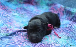 Gerberian Shepsky dogs for sale: Pink - Image 5