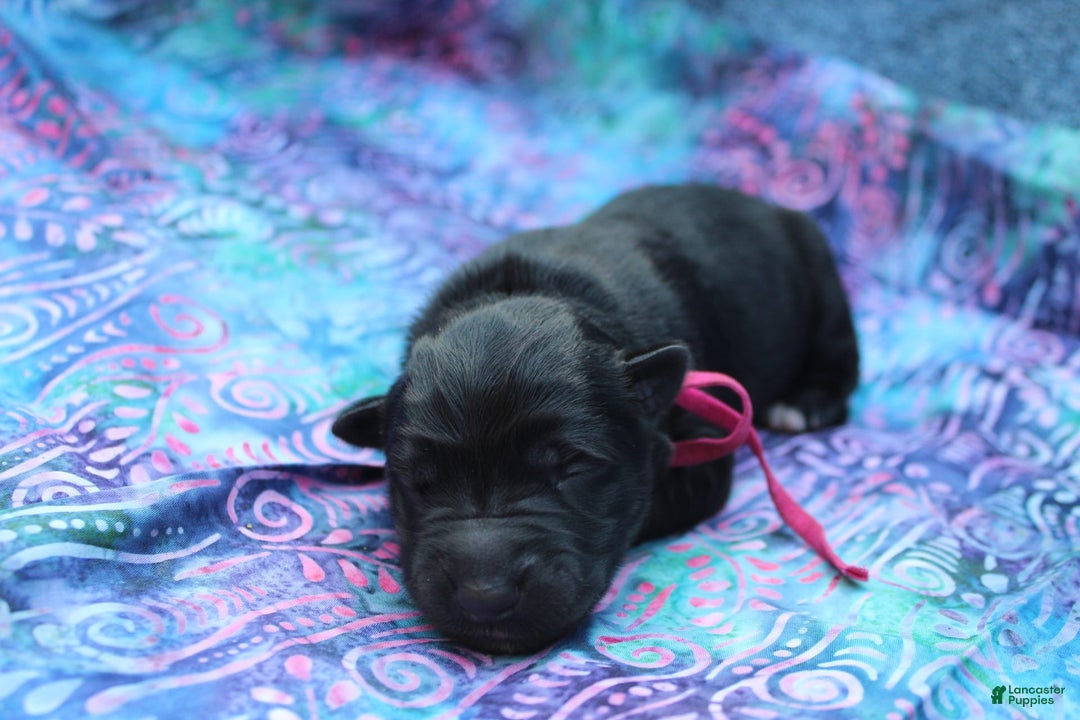 Gerberian Shepsky dogs for sale: Pink - Image 5