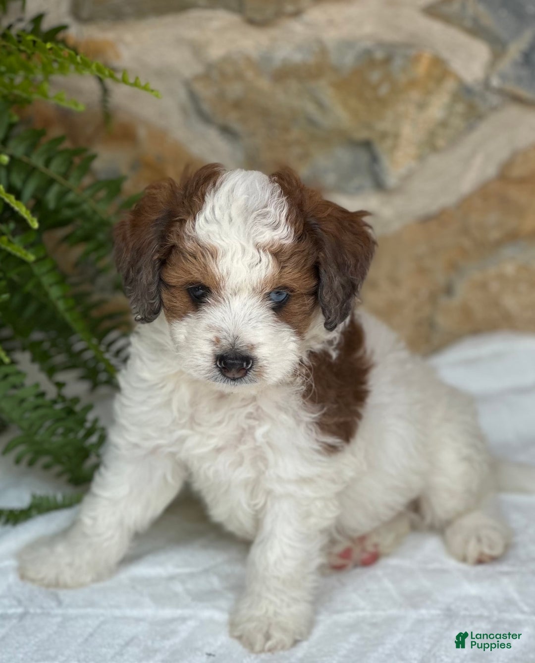 Mini Aussiedoodle dogs for sale: Romeo - Image 4