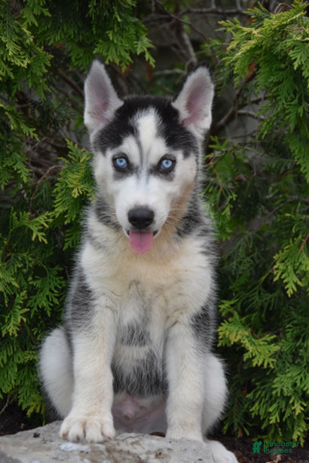 Siberian Husky dogs for sale: Max - Image 2