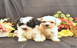 Miniature Poodle dogs for sale: Freedom - Image 4