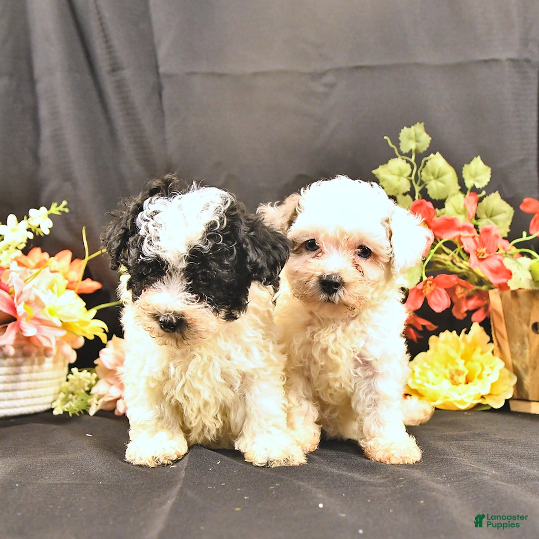 Miniature Poodle dogs for sale: Freedom - Image 4