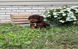 Beagle dogs for sale: Lilly - Image 1