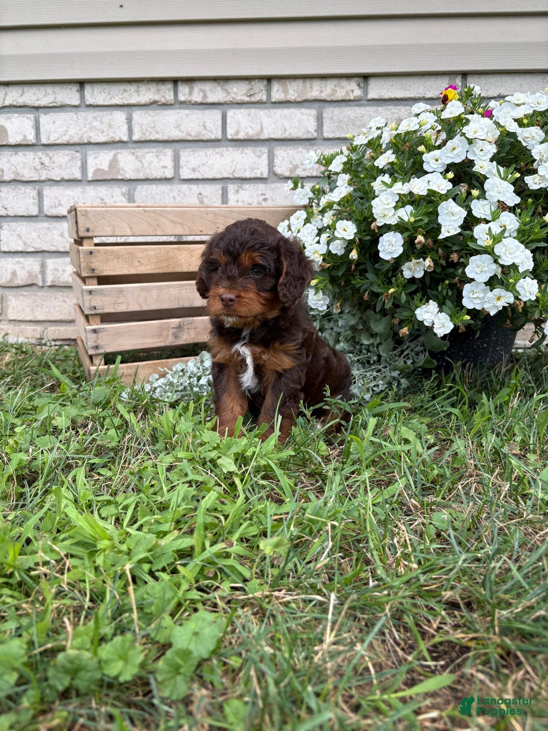 Beagle dogs for sale: Lilly - Image 1