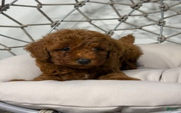 Toy Poodle dogs for sale: Bella - Image 1