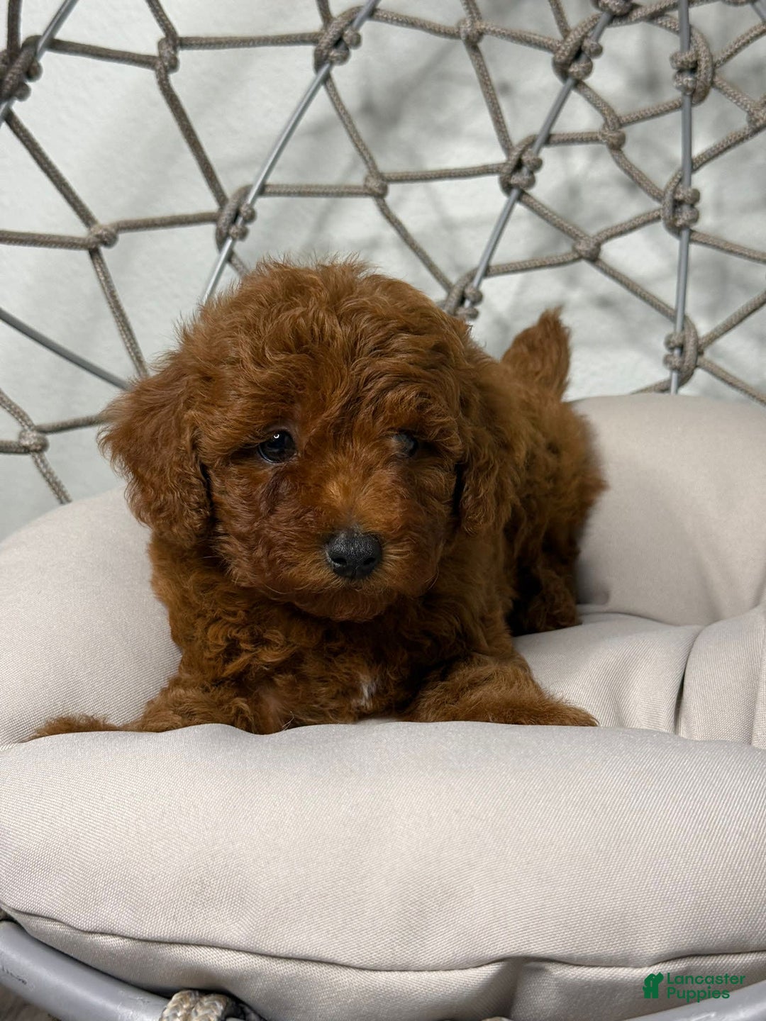 Toy Poodle dogs for sale: Bella - Image 1