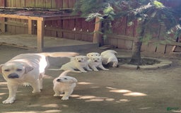 Labrador Retriever dogs for sale: Bear - Image 7