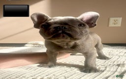 French Bulldog dogs for sale: Gray - Image 1