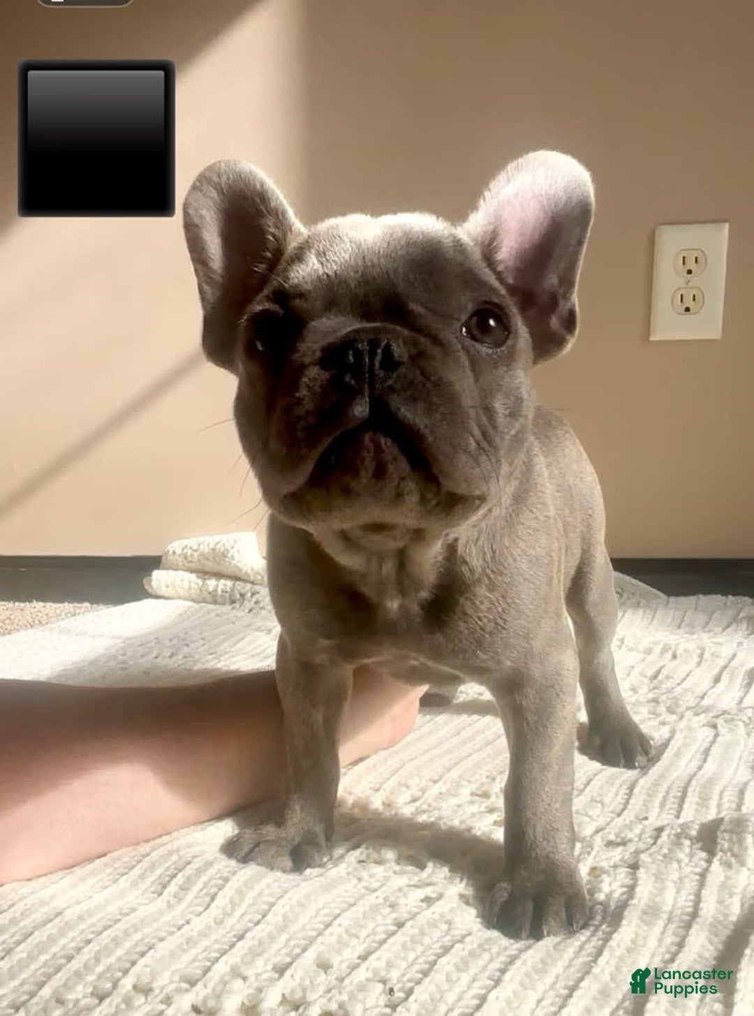 French Bulldog dogs for sale: Gray - Image 1