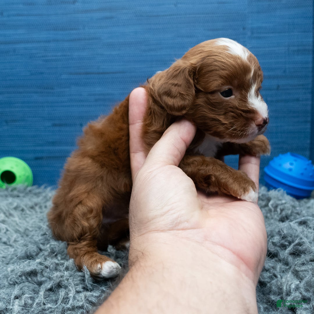Cavapoo dogs for sale: Sean - Image 12
